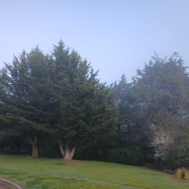 before, cypress's where topped in cheviot