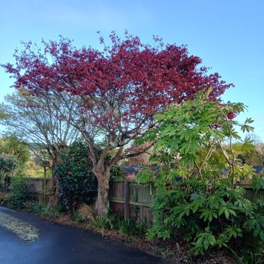 before, mapple pruning