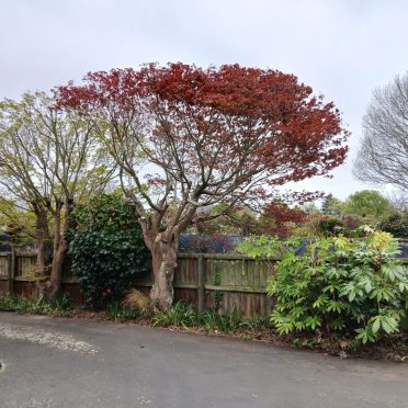 after, mapple pruning