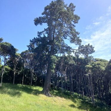 before, climbing, dismantling and felling gore bay
