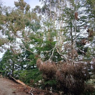 before, storm damage cheanup leader rd waiau