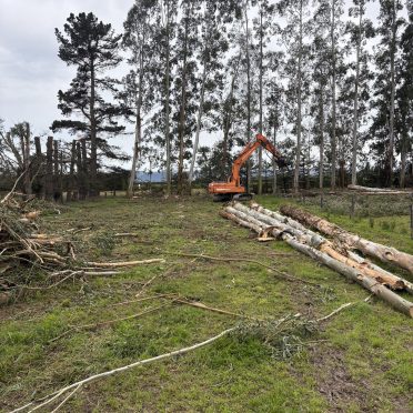 topping gum shelterbelt and logging trees to be on sold for firewood, springston