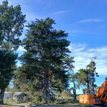dismantling large macrocarpa in springbank rangiora