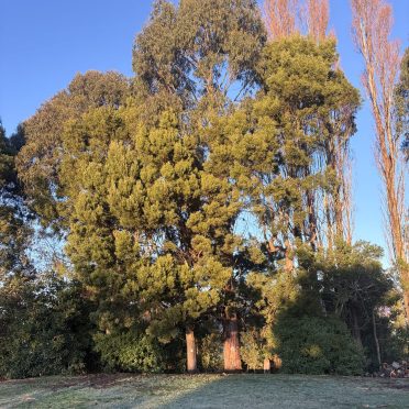 before, gum and wattle removals around waterway and next to historical building neeves rd clarkville