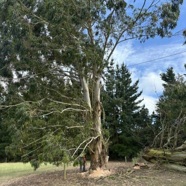 during, wire cable set in heavily back leaning tree over boundary fence, too be pulled over with machine assistance.