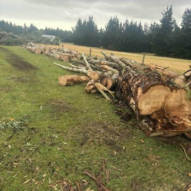logs to be on sold for firewood