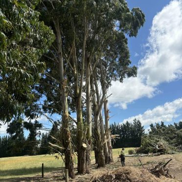 during, felling