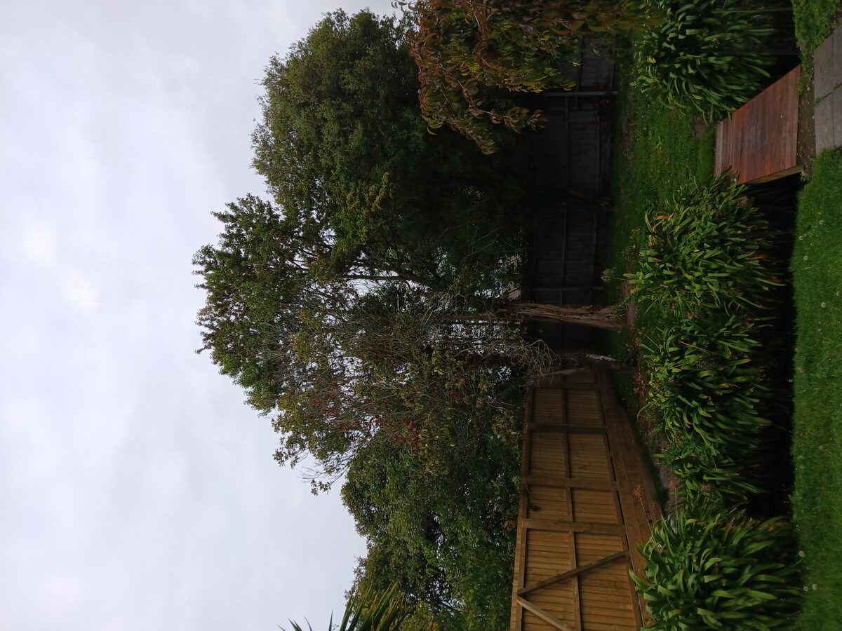 Residential Tree Removal