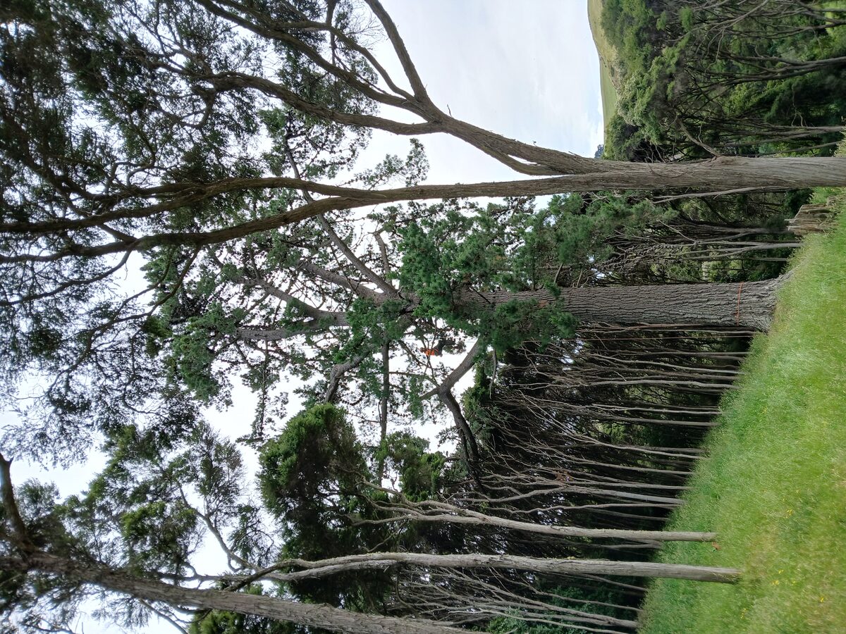 Arborist Services