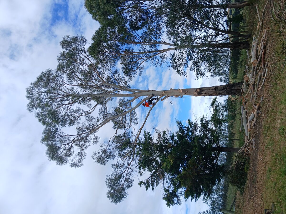 Tall Eucalyptus Removal