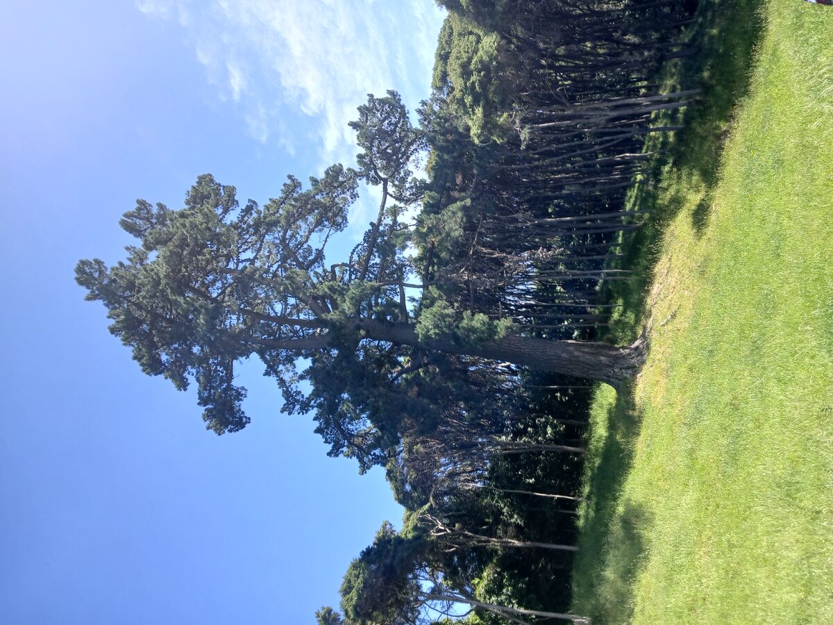Large Pine Felling