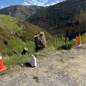 stump was left alive so it could grow back for bank retention