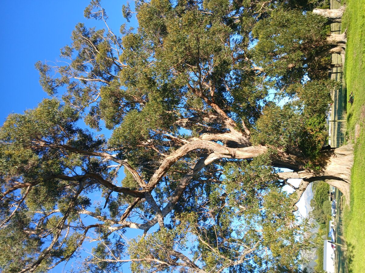 Eucalyptus Assessment