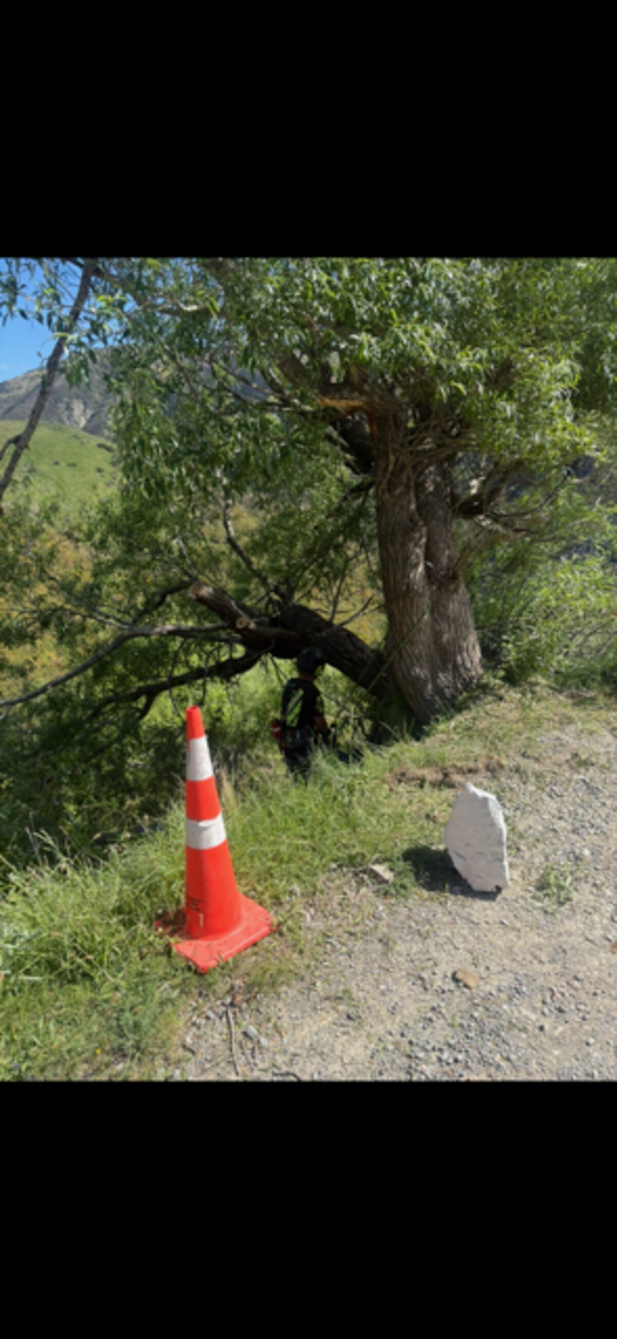 Hazard Tree - Lees Valley
