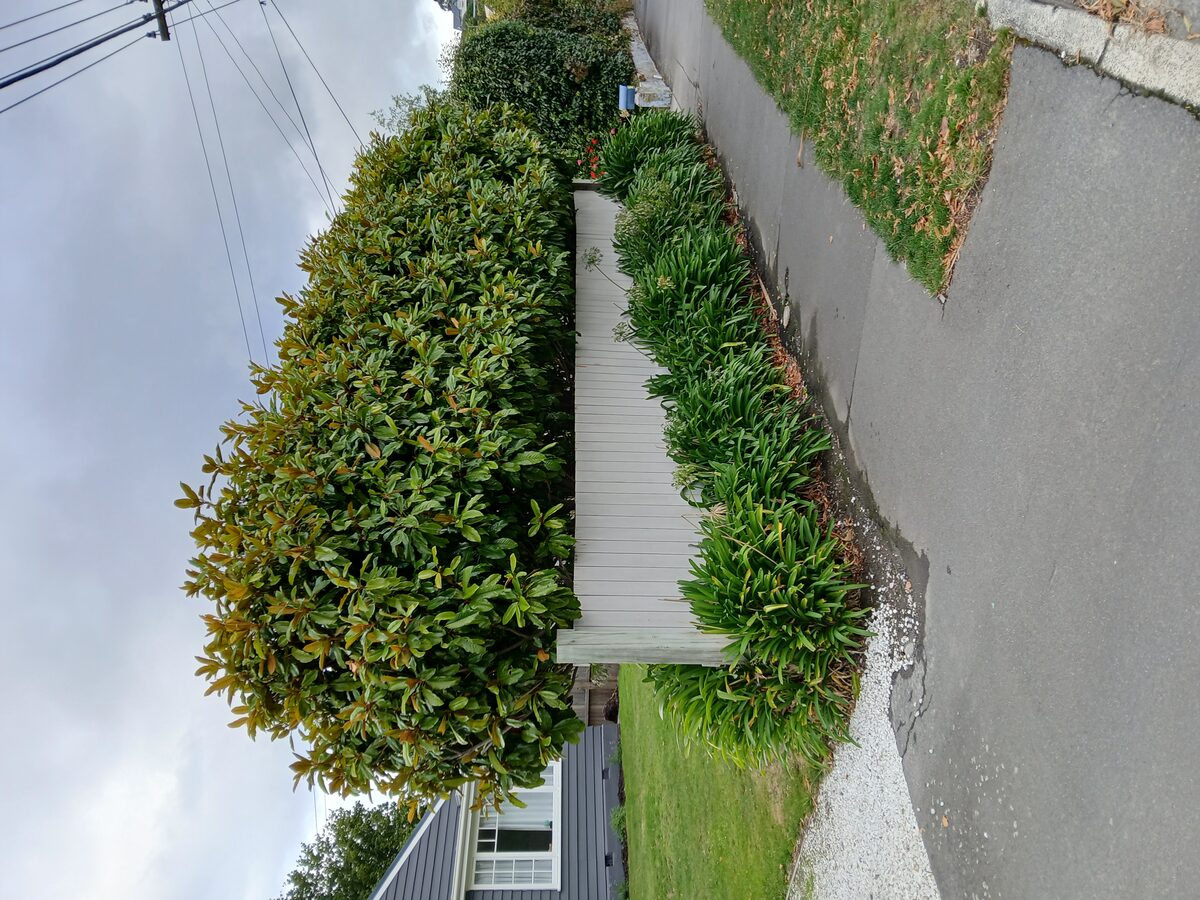 Magnolia Shaping & Pruning