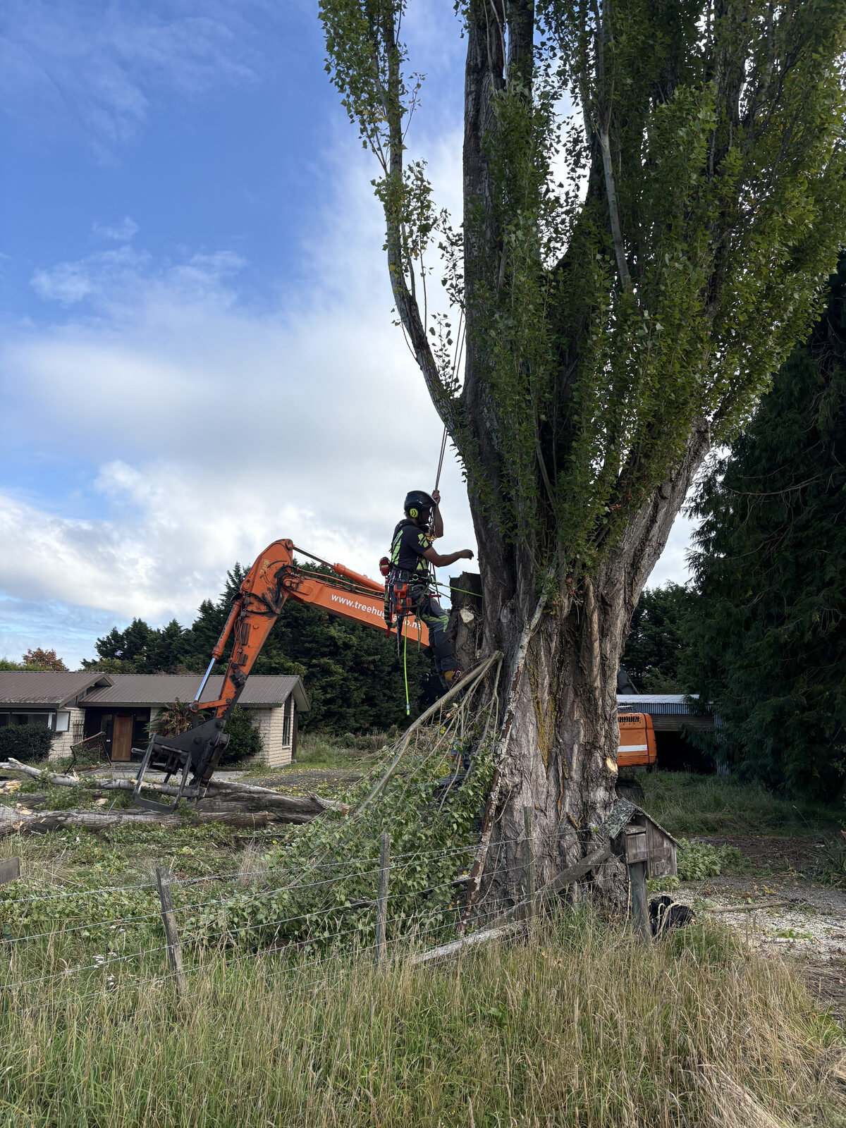 Poplar Felling - Woodend